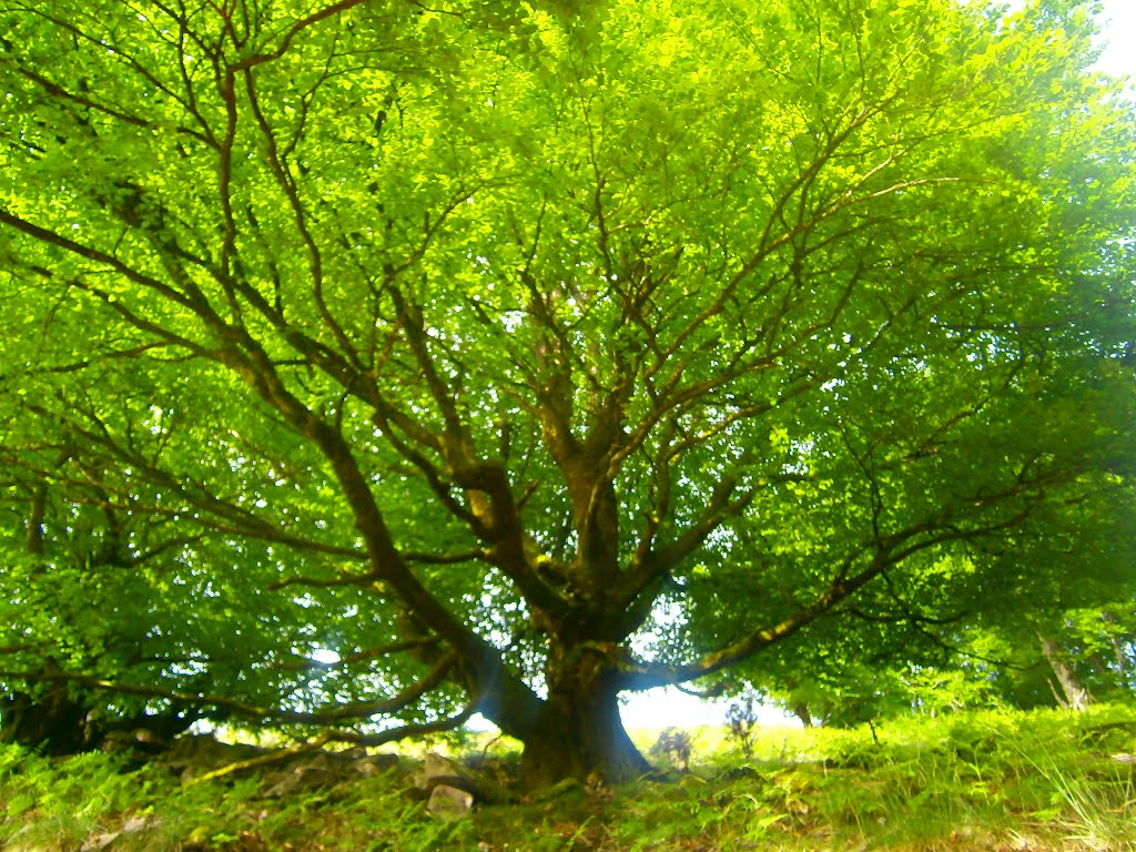Arbre maitre