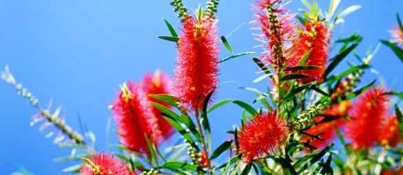 Bottlebrush
