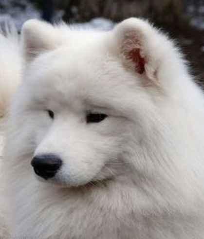 Chien