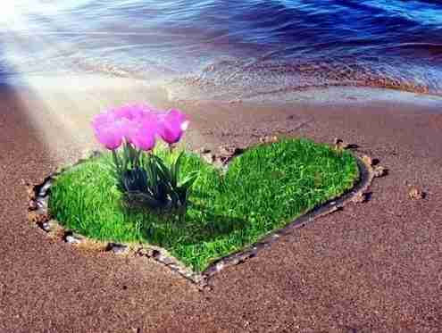 Coeur fleurs mer
