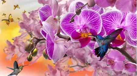 Colibris