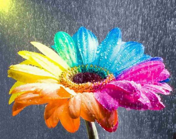 Couleurs vie