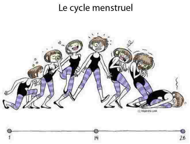 Cycle menstruel