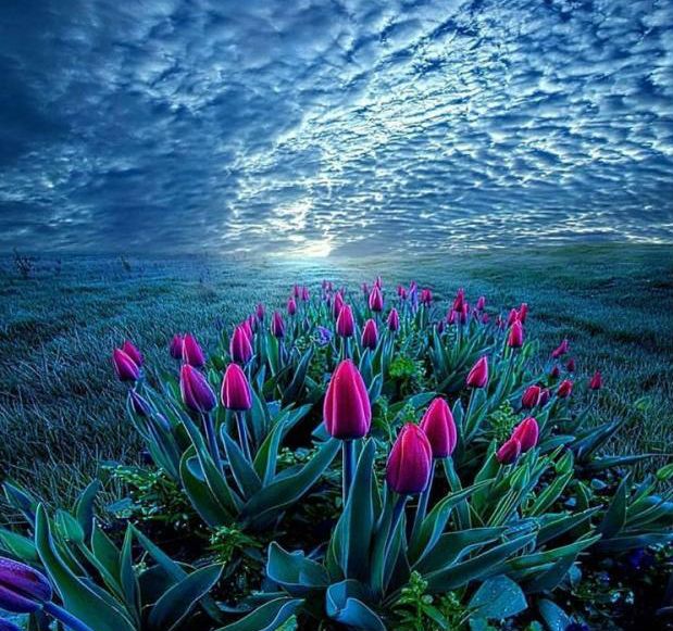 Fleurs