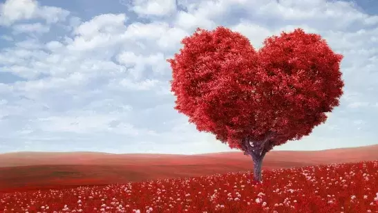 Graine amour