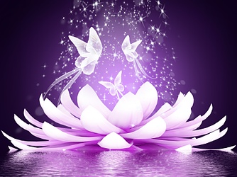 Lotus papillon