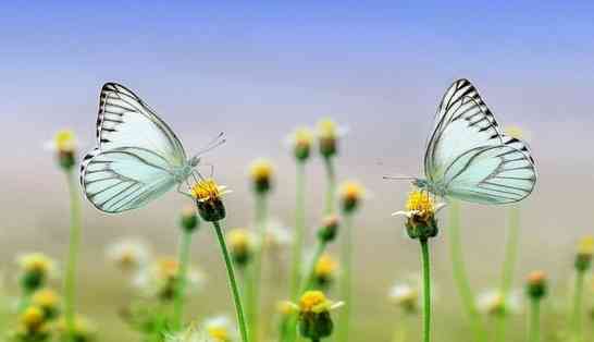 Papillons