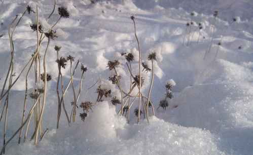 Presence neige